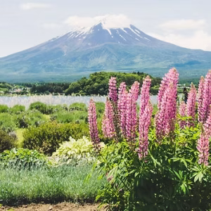 Disinfectants & Air Fresheners